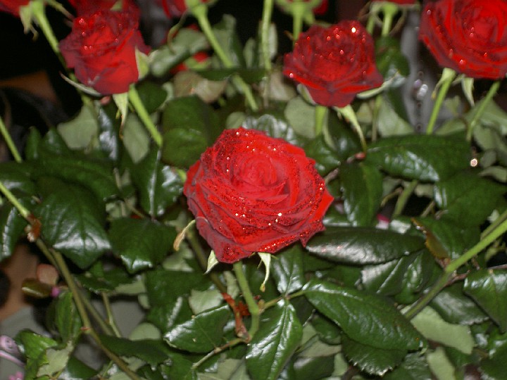 Kerst Familie Gomes 2006-11.jpg